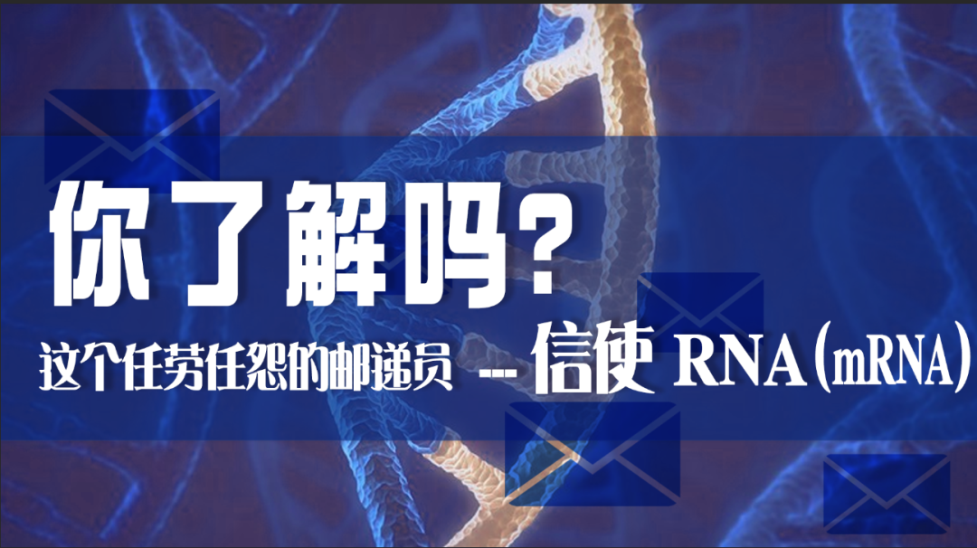 科普園地|這個任勞任怨的郵遞員——信使 RNA（mRNA），你了解嗎？